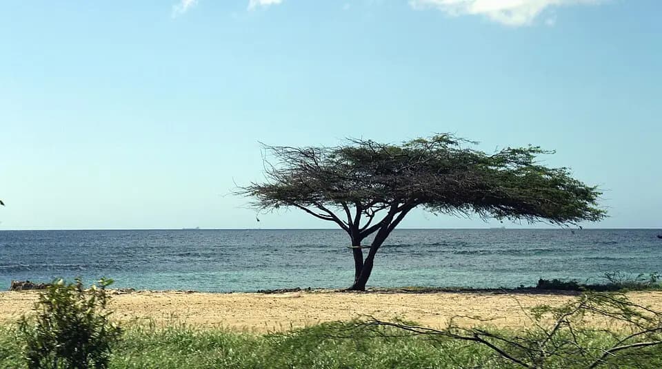 A wind-bent divi-divi tree on a beach in Aruba