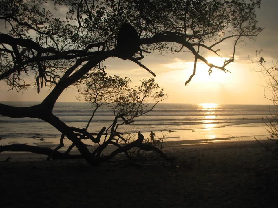 A tree silhouetted against the sunset on the beach at Santa Teresa, Costa Rica