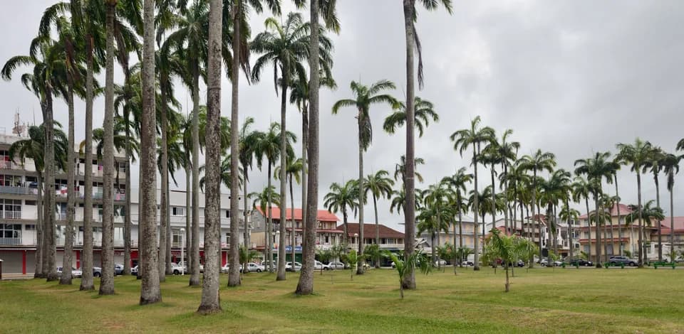 Palm trees lining the Place des Palmistes in Cayenne, French Guiana