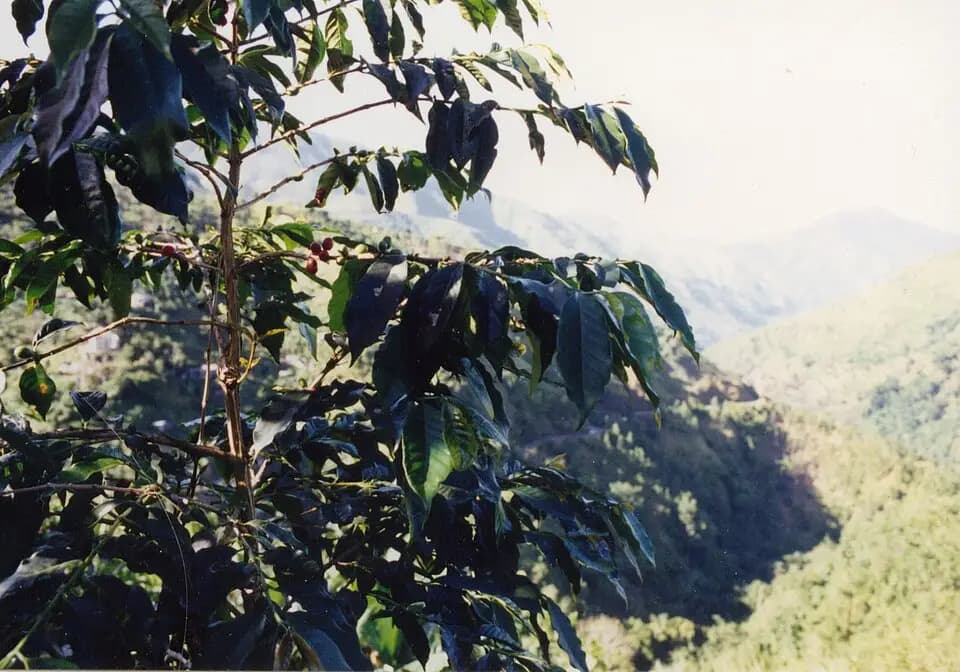 The Blue Mountains of Jamaica at coffee harvest
